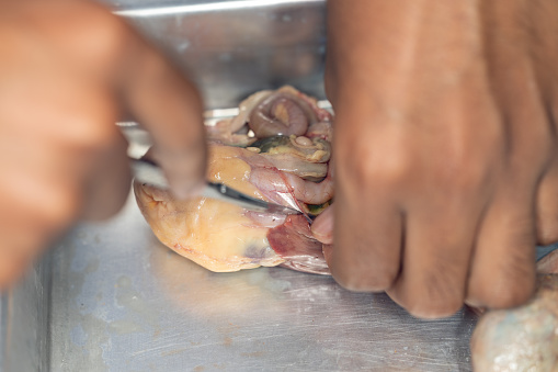 Tapeworms (Cestoda: Caryophyllidea), Parasites of Fish in Thailand.