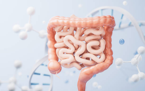 istock Intestinal tract with digestive health concept, 3d rendering. 1939096168