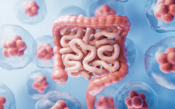 istock Intestinal tract with digestive health concept, 3d rendering. 1939096174