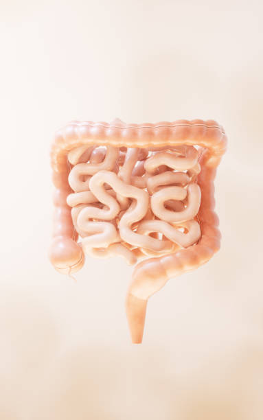 istock Intestinal tract with digestive health concept, 3d rendering. 1939096175