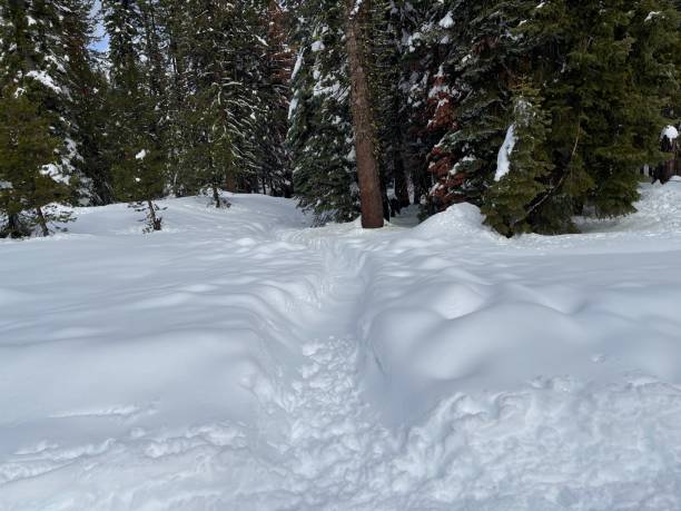 istock Heavy snow in the forest 1939113303