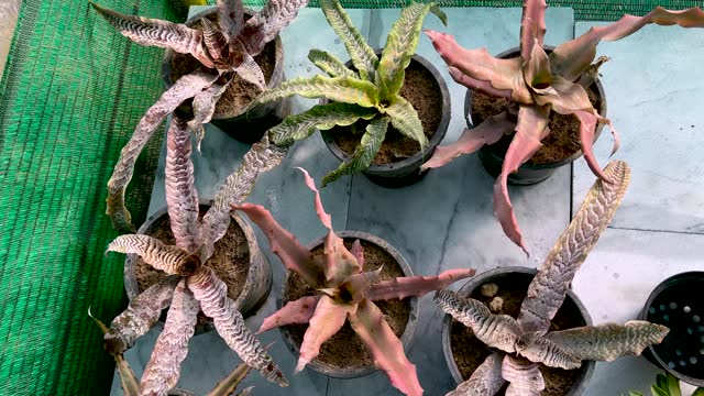 cryptanthus fosterianus earth star various plants in pots