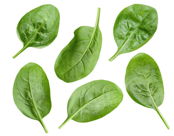 spinach leaves spinach leaves on white isolated background spinach stock pictures, royalty-free photos & images