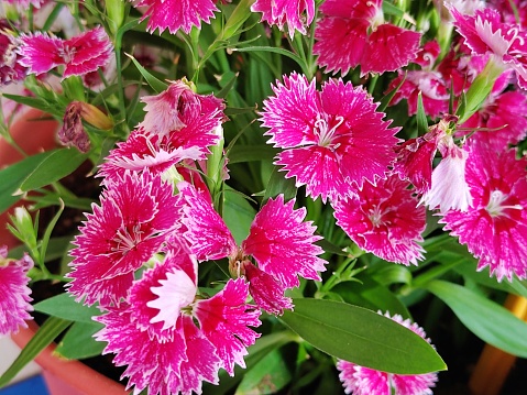 Red flowers on a tropical plant.