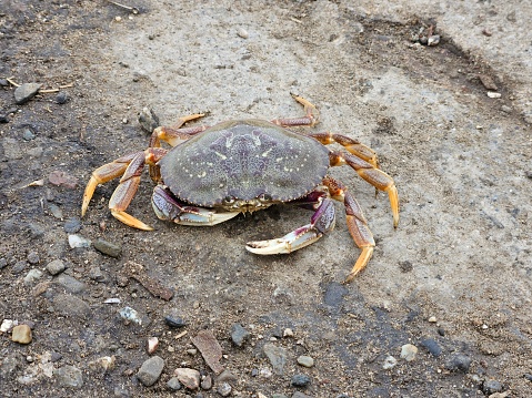 You can see a swimming crab stranded on the beach of a German North Sea island.