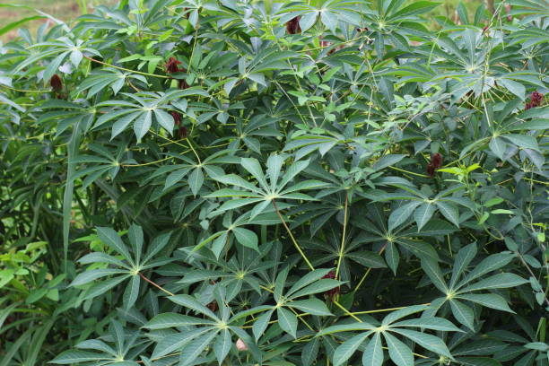 istock Cassava plants are located on the edge of large rice fields 1939192464