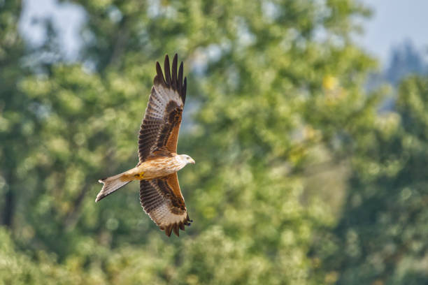 istock Red kite (Milvus milvus) soaring gracefully through the sky, framed by a lush canopy of trees 1939195561