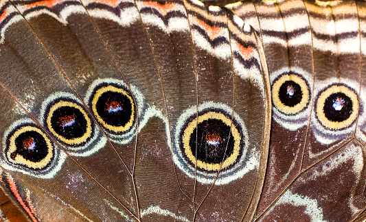 Blue morpho butterfly. Butterfly wings close-up. Morpho peleides.