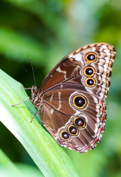 istock Blue morpho butterfly. Butterfly in lateral close-up. Morpho peleides. 1939206155