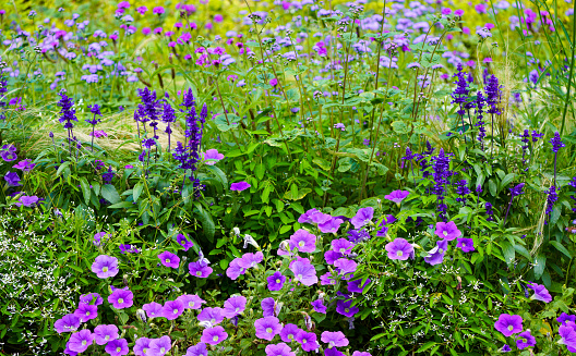Flowerbed in the garden. Various flowering plants with purple flowers in a perennial bed.