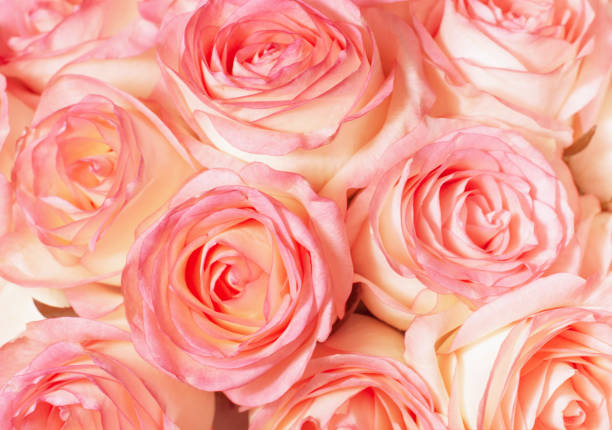 istock background of buds of fresh roses, postcard 1939215519