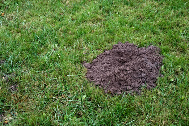 istock Molehill on meadow. Mole hole on a beautiful lawn. Wormhole on a green grass meadow. Garden damage. The countryside problem with moles. Close-up. Copy space. Top view. Ground burrow. Rodents control 1939216045