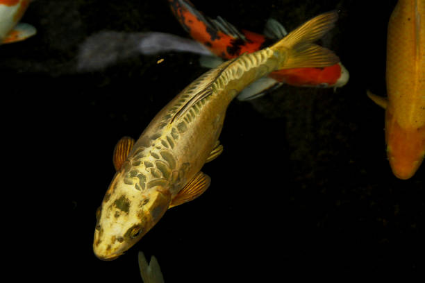 istock gold koi carp fish in the pond 1939225997
