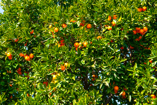 Branches with ripe tangerines in front of house