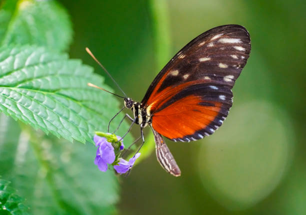 istock Black orange butterfly, Heliconius hecale. Tiger longwing, Hecale longwing, golden longwing or golden heliconian. Heliconid Butterfly. Insect close-up in natural environment. 1939246401