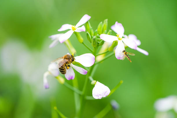 Insects collect nectar on a radish flower.