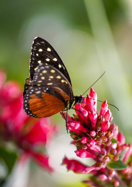 istock Black orange butterfly, Heliconius hecale. Tiger longwing, Hecale longwing, golden longwing or golden heliconian. Heliconid Butterfly. Insect close-up in natural environment. 1939246409