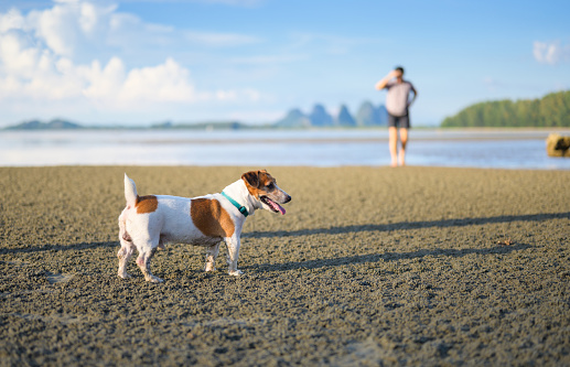 Asian Active senior couple travel at the beach sea with thier jack russell terrier dog having great time at the se
