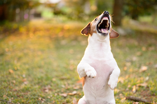 Jack Russell Terrier dog is barking