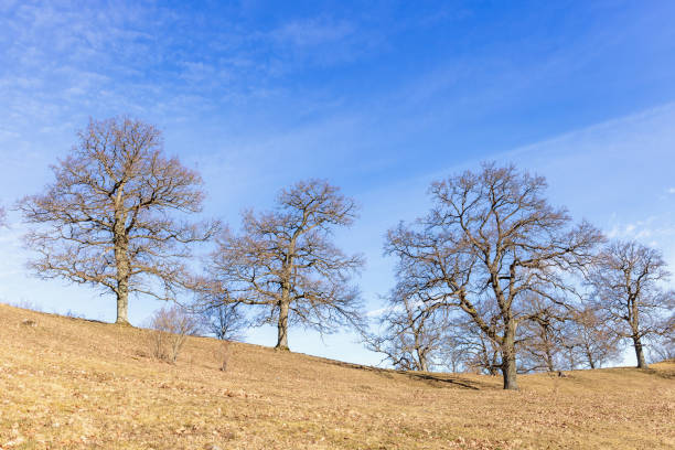 Large oak trees on a hill in a rolling landscape
