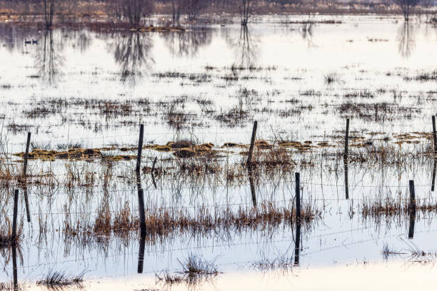 istock Wet meadow with fences in springtime 1939257401