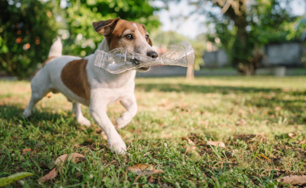istock Active Jack russell terrier in his playground 1939257949