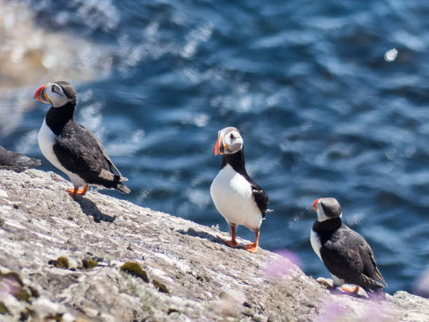 istock Puffins in Foula 1939279355