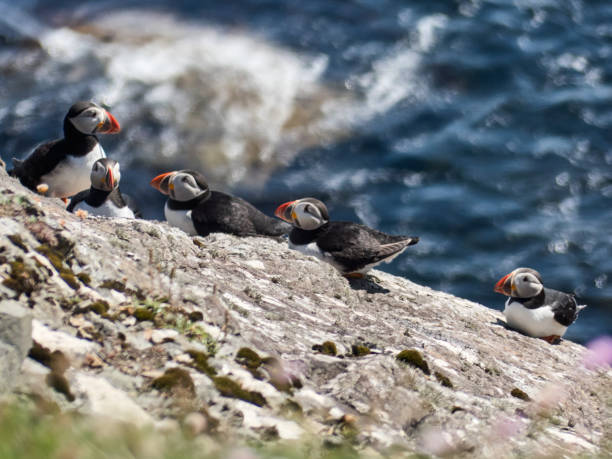 istock Puffins in Foula 1939279473