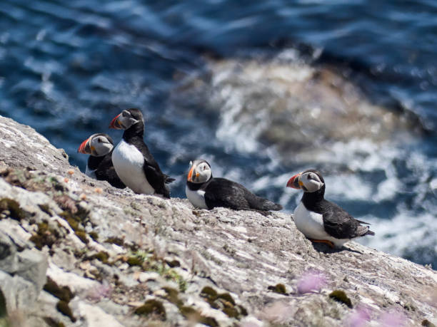istock Puffins in Foula 1939279866