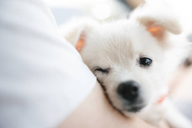 istock Jack russell dog sleep resting on his owner arm 1939286238