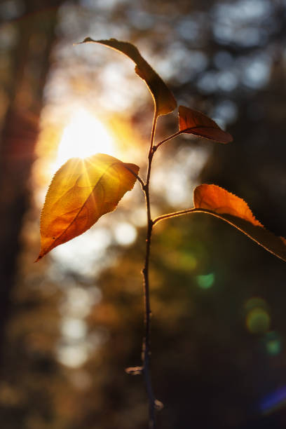 Autumn lonely yellow leaves on a branch against the background of the setting sun