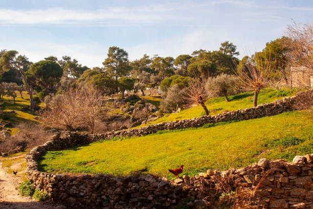 field border and forest in the village