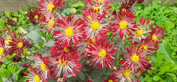 Chrysanthemum or Shevanti is a Asteraceae family flowering Plant. It is also known Mums and Chrysanths. Native place of this flowering plant is East Asia and Northeastern Europe.