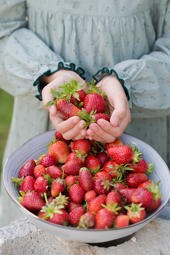 A girl in a vintage dress holds fresh strawberries in her hands