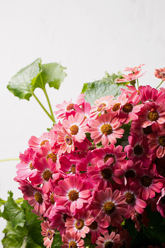 Beautiful pink cineraria flower, bouquet close-up on a light background