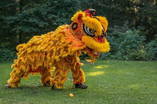 Traditional lion dance. Yellow lion. Celebration in Chinese New Year.