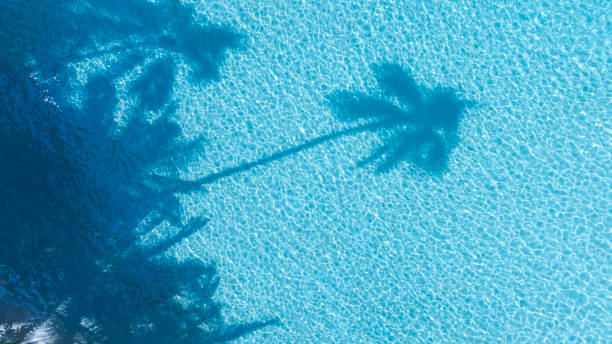 istock Summer palm tree  and Tropical beach with blue  of seashore background 1939326116