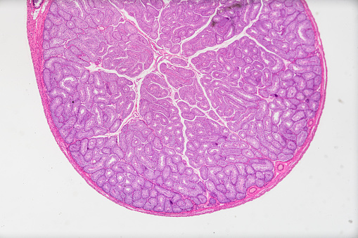 Testes Sample Microscope Histology Sample Testis Sec Under Light Microscopy With White ...