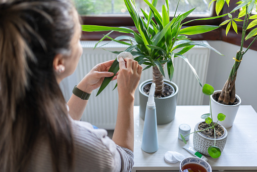 Woman Taking Care Of Houseplants At Home