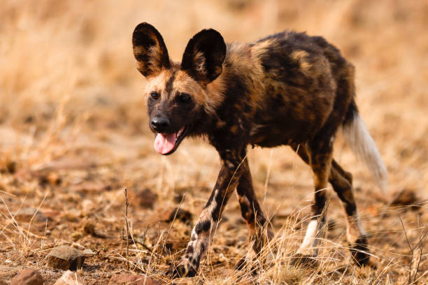 istock African Wild Dog (painted dog) (Lycaon pictus) (Wildehond) in Kruger National Park 1939372316