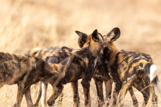 istock African Wild Dog (painted dog) (Lycaon pictus) (Wildehond) in Kruger National Park 1939372326