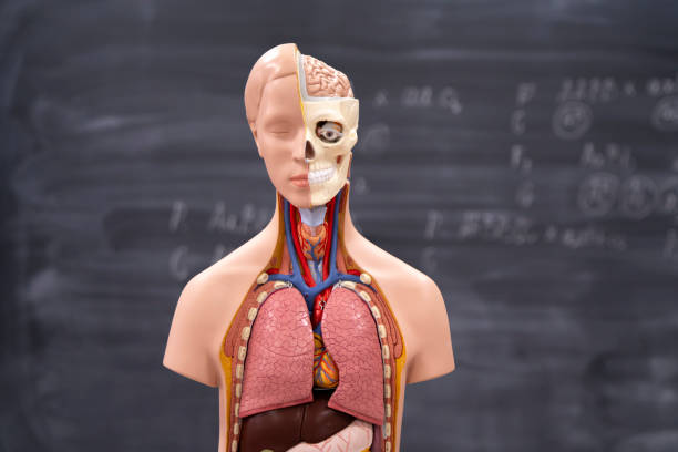 istock a human anatomy model on  biology class, school blackboard on background 1939376148
