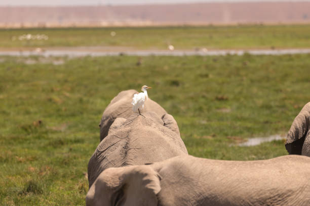 istock a white great egret on the back of an elephant 1939396466