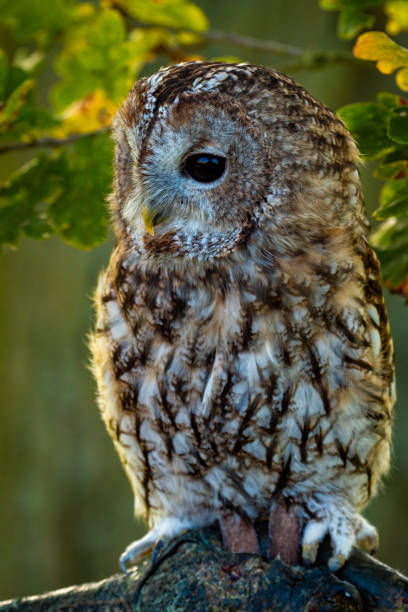 A Tawny Owl in a tree stock photo