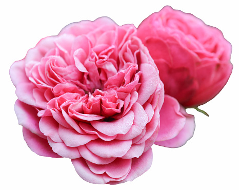 Beautiful real single flower flowerhead of pink coloured english rose cut out on an isolated background