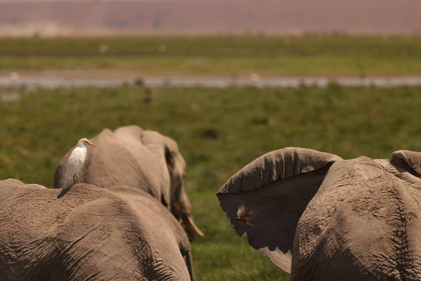 white egret bird sits on the back of an elephant