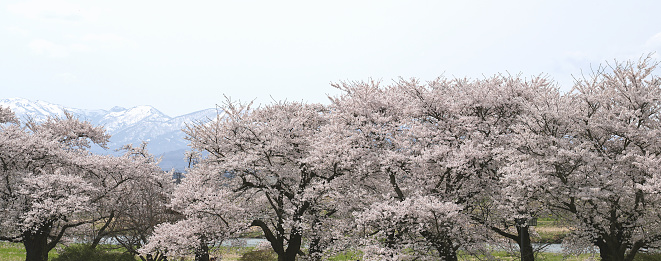A view of snow-capped mountains and cherry blossoms blooming in spring.