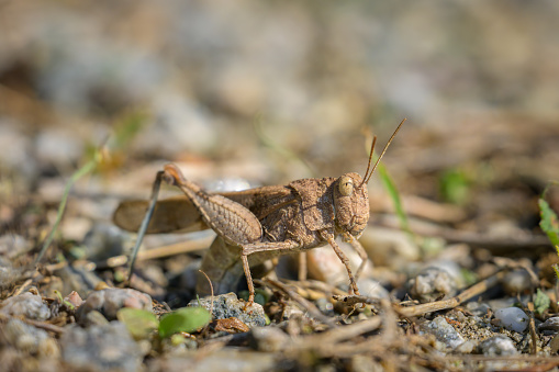 A Blue Winged Grasshopper (Oedipoda caerulescens) sitting on the ground, sunny day in summer, Vienna (Austria)