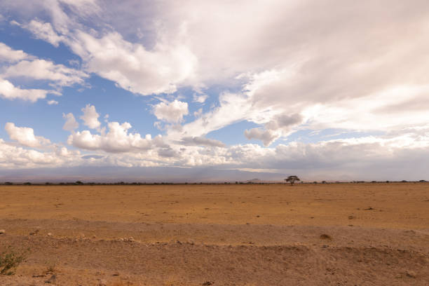 one single tree in the savannah of Amboseli NP