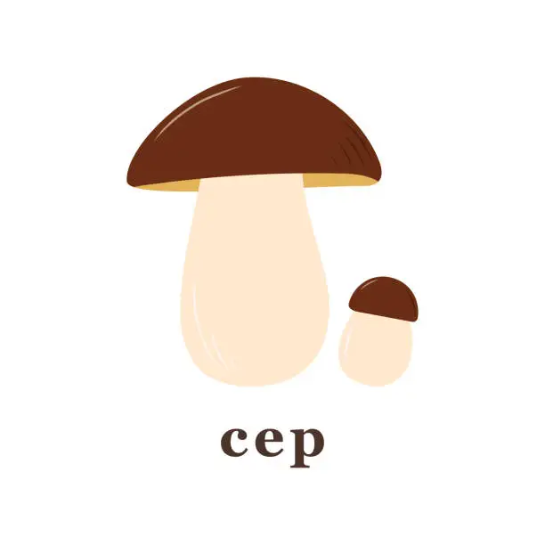 Vector illustration of Set of large and small cep mushroom. edible mushrooms